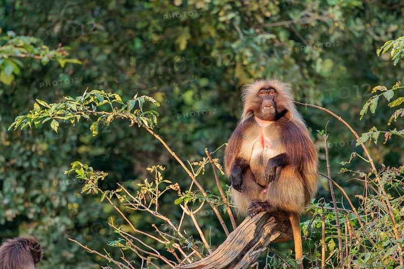 An adult male and a female Gelada (Theropithecus gelada), or bleeding-heart monkey sit close together on a tree trunk lying on the ground