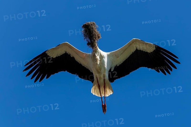 A stork flies through the blue sky with twigs in its beak, white stork (Ciconia ciconia), wildlife, Germany, Europe