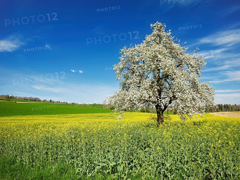 Flowering pear tree (Pyrus communis), standing in a field of flowering rape, Beinwil, Freiamt, Canton Aargau, Switzerland, Europe