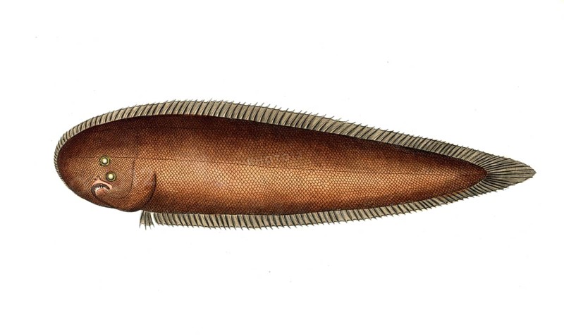 Fish, Fish, Genus of right-eye flounders, Pleuronectes bilineatus, the double line, Historical, digitally restored reproduction from a 19th century original, Record date not stated