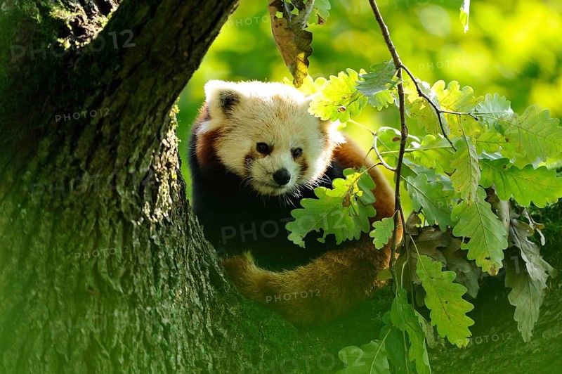 Red panda (Ailurus fulgens) on a bough, captive
