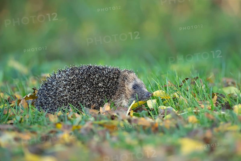 European hedgehog (Erinaceus europaeus) adult animal walking on fallen autumn leaves on a garden lawn, England, United Kingdom, Europe