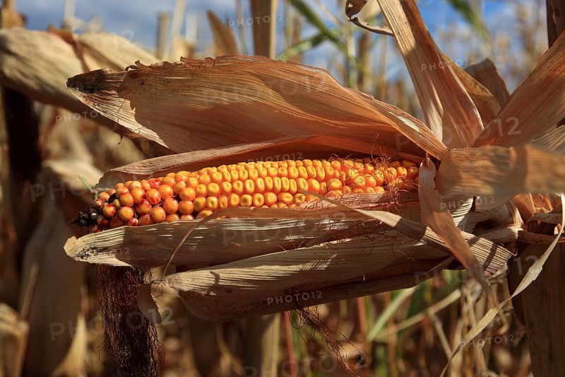 Romania, near Giurgiu in the south of the country, maize ripe for the corn corn cob harvest, Europe