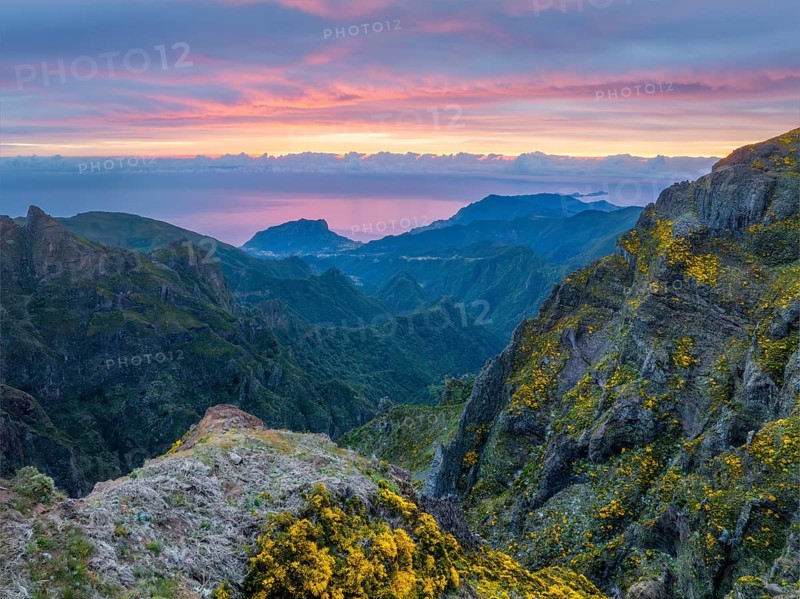 Mountains on sunrise covered in fog and clouds with blooming Cytisus shrubs. Near Pico de Arieiro, Madeira island, Portugal, Europe