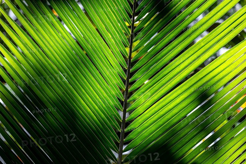 Dense vegetation, palm leaf in the jungle, Cahuita National Park, Costa Rica, Central America