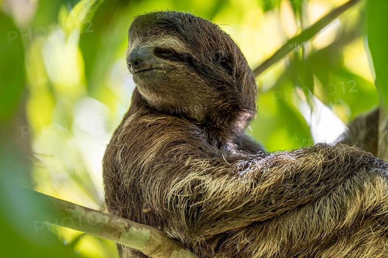 Brown-throated sloth (Bradypus variegatus) in a tree, Cahuita National Park, Costa Rica, Central America