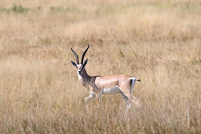 Impala (Aepyceros melampus), male adult, Serengeti National Park, Tanzania, Africa