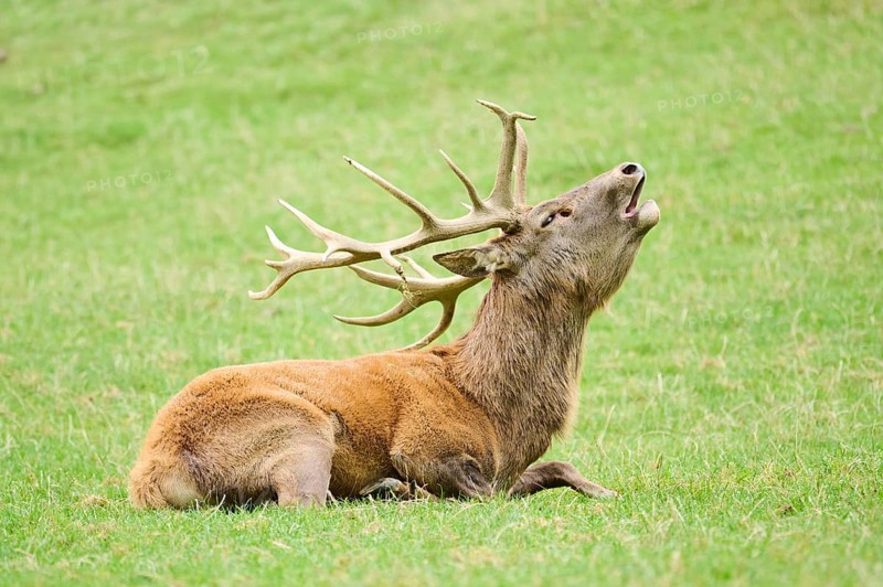 A resting deer with large antlers roaring while lying down on a grassy field, Red deer (Cervus elaphus), Wildpark Aurach, Austria, Europe