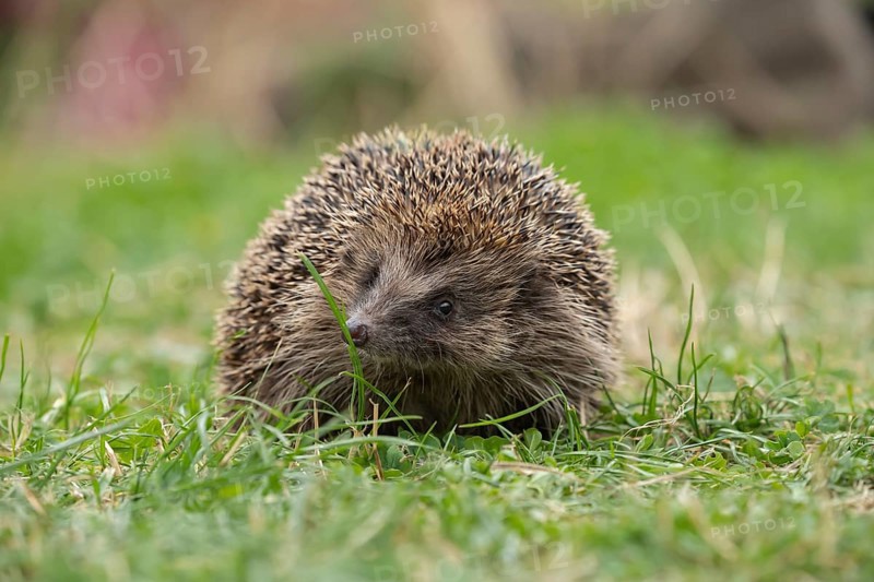 European hedgehog (Erinaceus europaeus) adult animal on a garden grass lawn, England, United Kingdom, Europe