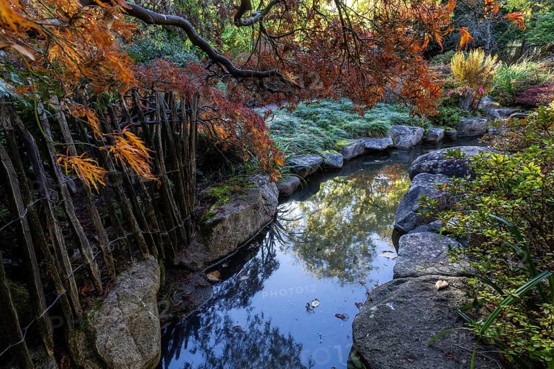 Plants, autumn colours, picket fence, stream, Japanese Garden, Zoological City Garden, Karlsruhe, Baden-Württemberg, Germany, Europe