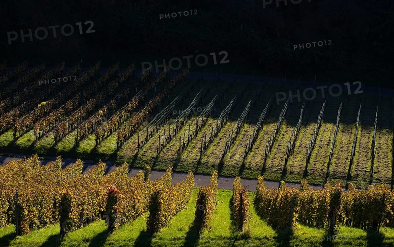 Vineyard, vines, grapevines, vine cultivation, autumn colouring, autumn, graphic, Strümpfelbach, Weinstadt, Baden-Württemberg, Germany, Europe