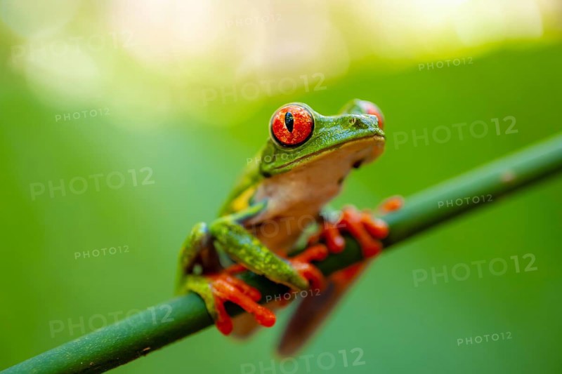 Red-eyed tree frog (Agalychnis callidryas), sitting on a stem, Heredia province, Costa Rica, Central America