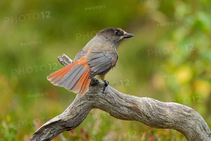Eurasian jay (Perisoreus infaustus), on a tree trunk, looking to the side, back view, tail feathers spread out, autumn mood, Northern Finland, Finland, Europe