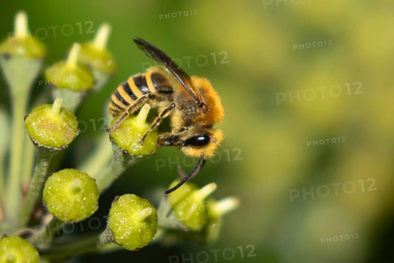 Ivy bee (Colletes hederae) adult insect feeding on an ivy plant flowers in the summer, England, United Kingdom, Europe