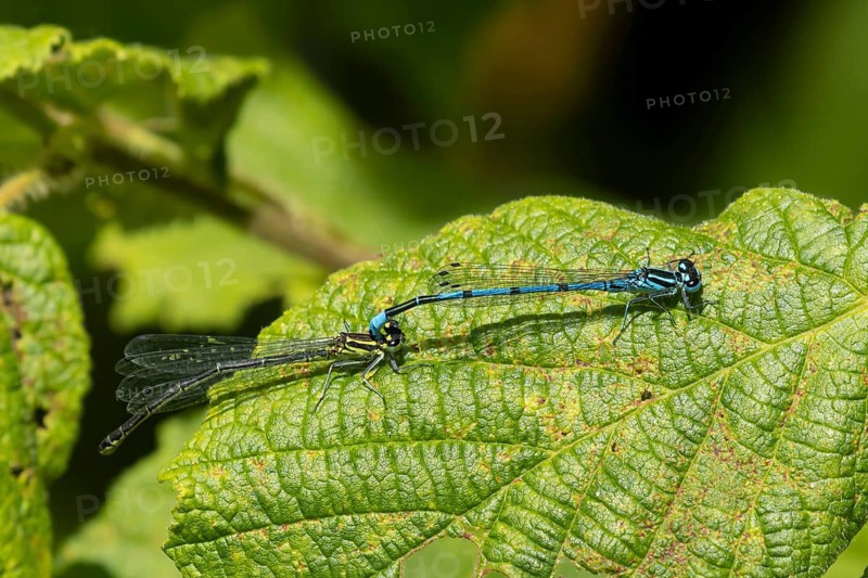 Common blue damselfly (Enallagma cyathigerum) adult male and female insects mating on a plant leaf in the summer, England, United Kingdom, Europe