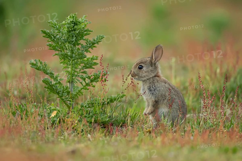 Rabbit (Oryctolagus cuniculus) wild juvenile baby animal feeding in grassland in the summer, England, United Kingdom, Europe