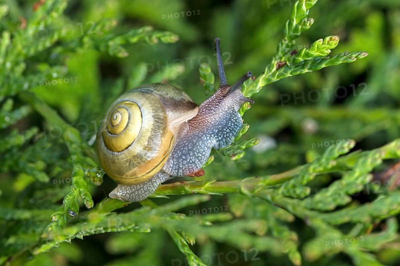 Garden ribbon snail (Cepaea hortensis), Valais, Switzerland, Europe