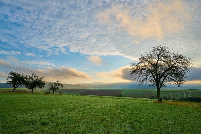 Green orchard meadow, apple tree, under a cloudy sky at sunrise in a quiet landscape, autumn, Eichelsbach, Elsenfeld, Spessart, Bavaria, Germany, Europe