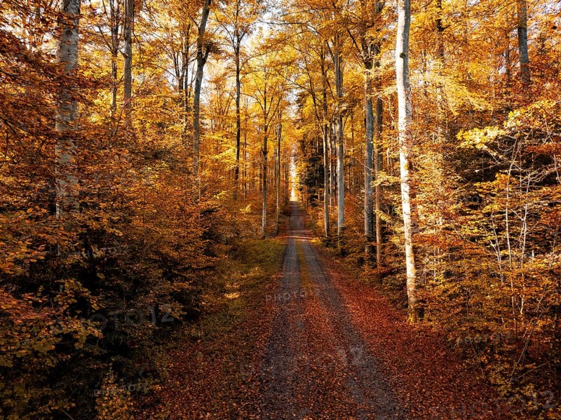 A quiet forest floor with orange autumn leaves and tall trees under sunny light, Gechingen, Black Forest, Germany, Europe