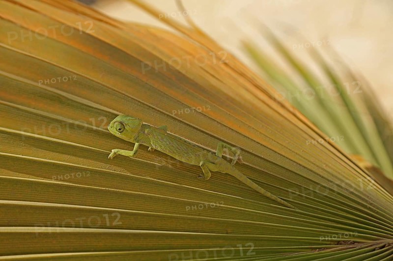 Chameleon (Chamaeleoninae), Djerba, Tunisia, Africa