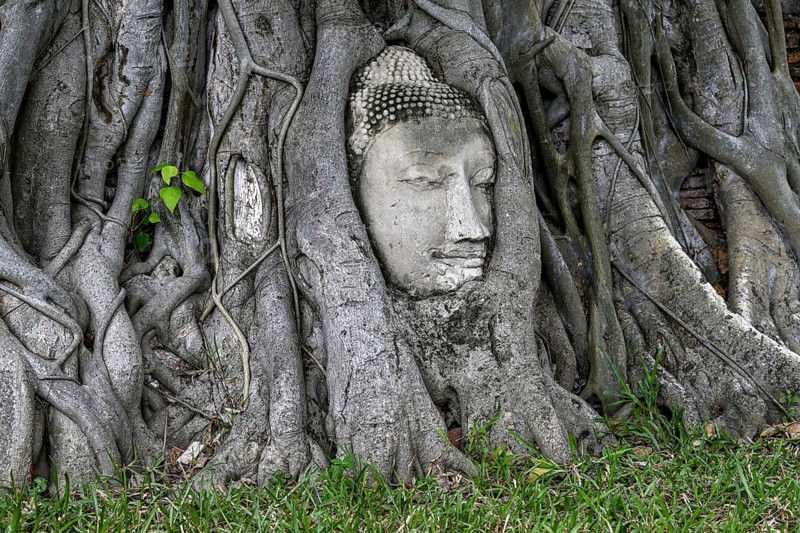 Sandstone Buddha head at the foot of a Bodhi tree in Wat Mahathat, Temple of the Great and Holy Relic, Ayutthaya, Ayutthaya Province, Thailand, Asia