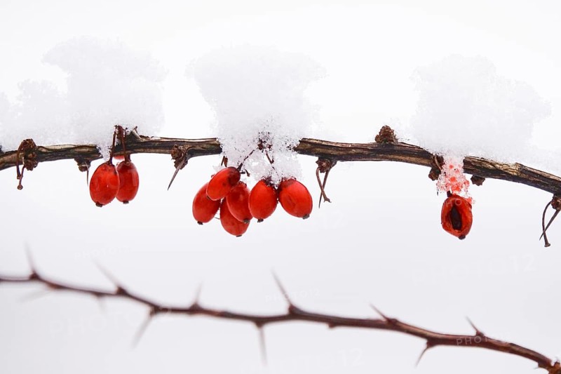 Barberry with snow, winter, Germany, Europe