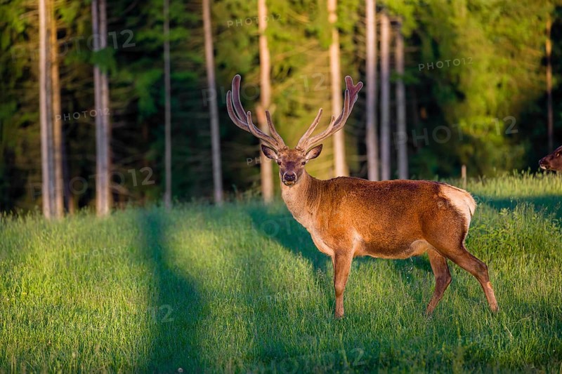 An Altai maral stag, Altai wapiti or Altai elk (Cervus canadensis sibiricus) stands in a meadow in the first light of the day
