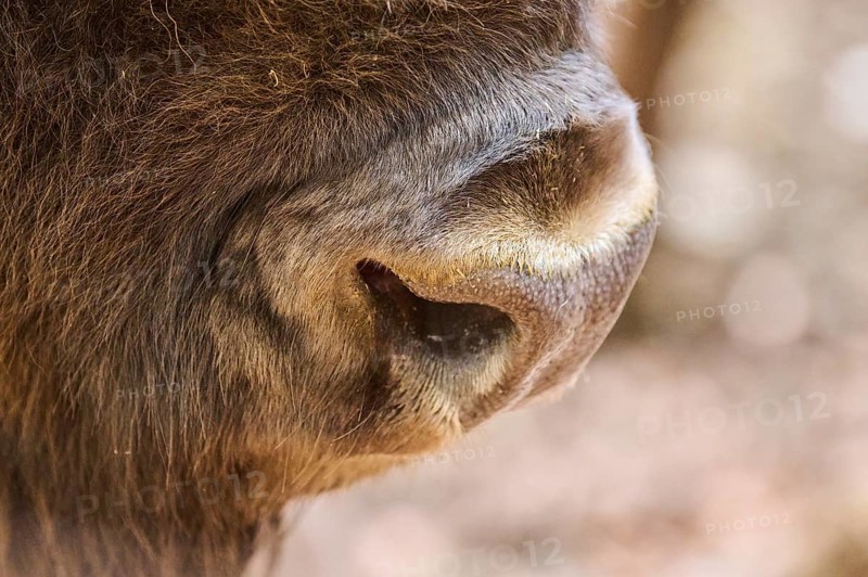 European bison (Bison bonasus), nose, detail, Bavarian Forest, Germany, Europe