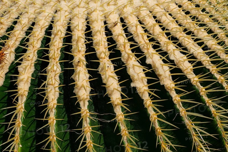 Golden globe cactus, Echinocactus grusonii alias Kroenleinia grusonii, also known colloquially as mother-in-law's chair, Pflanzenhaus Überlingen, Baden-Württemberg, Germany.