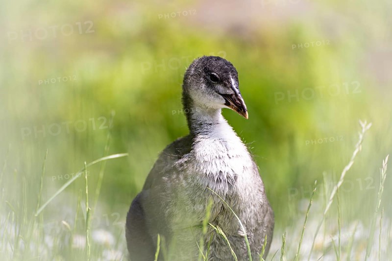 Eurasian Coot chicks (Fulica atra) standing in meadow surrounded by daisies, close-up, profile view, background green blurred grass, Dortmund, North Rhine-Westphalia, Germany, Europe