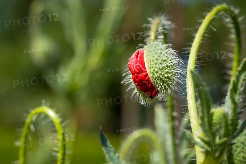 Bursting bud of a poppy flower (papaver)