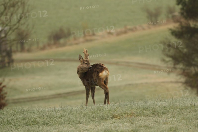 European roe deer (Capreolus capreolus) buck with velvet horns and shaggy winter coat in the meadow, Allgäu, Bavaria, Germany, Europe