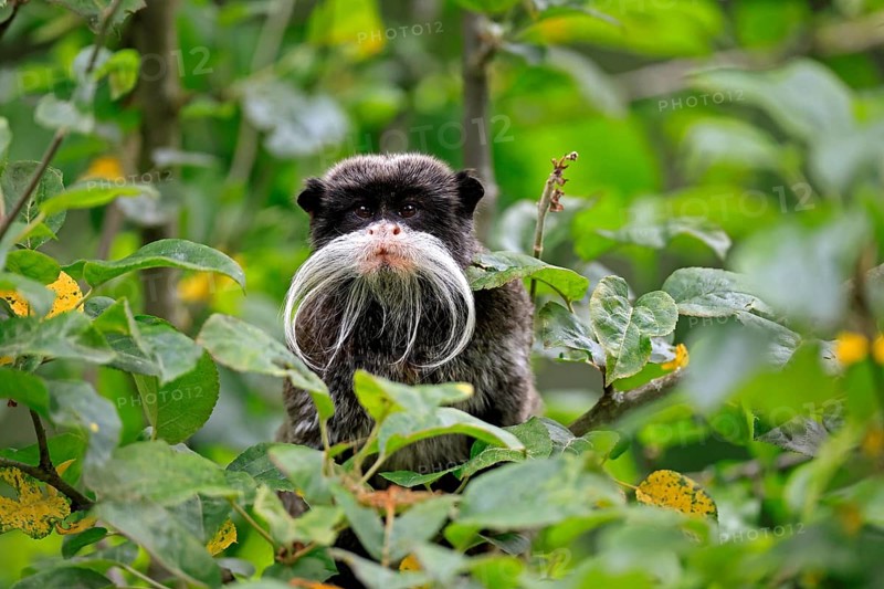 Emperor bearded tamarin (Saguinus imperator subgrisescens), adult, on tree, portrait, alert, South America