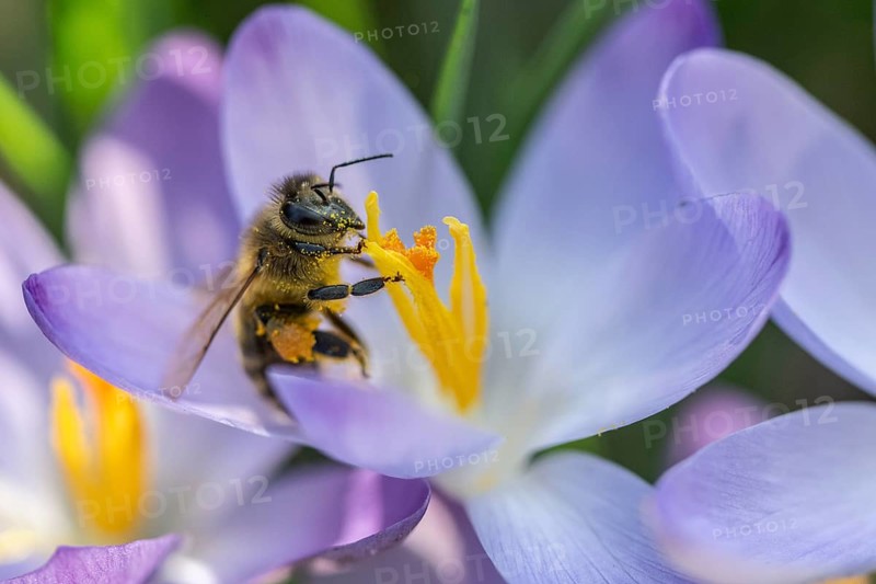 Elfin crocus (Crocus tommasinianus) with honey bee (Apis mellifera), Emsland, Lower Saxony, Germany, Europe