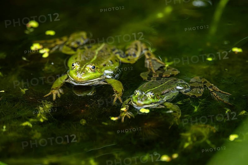 Edible frog (Pelophylax esculentus) in a little lake in the water, Bavaria, Germany, Europe