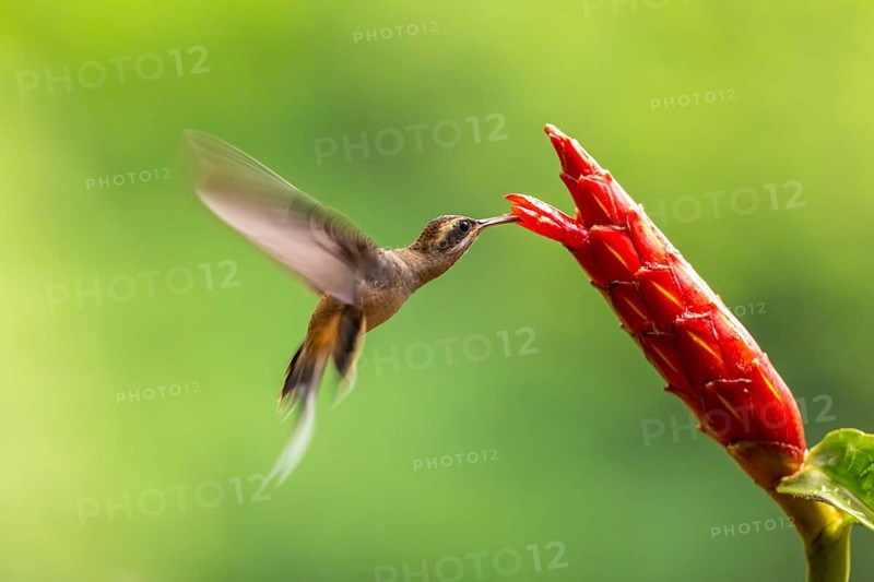 Long-billed Shadow Hummingbird (Phaethornis longirostris), Hummingbird (Trochilidae), Swiftbirds (Apodiformes), Laguna del Lagarto Lodge, Alajuela, Costa Rica, Central America