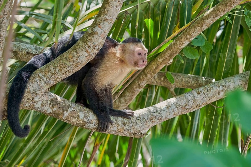 White-shouldered capuchin monkey (Cebus capucinus) Costa Rica