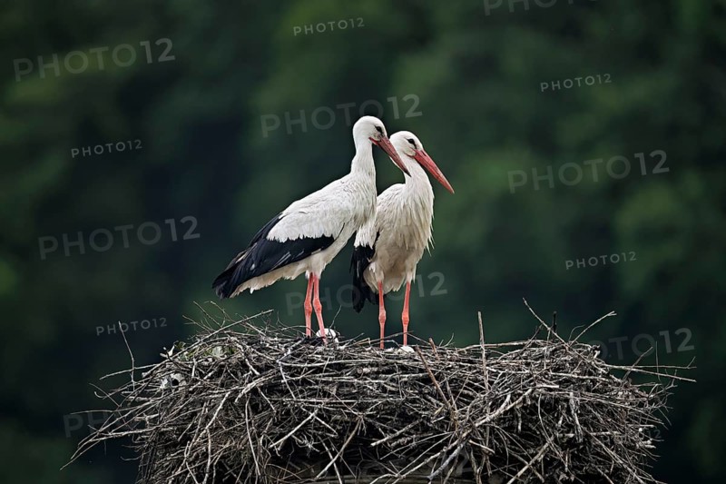 White storks (Ciconia ciconia), pair standing on eyrie, Canton Aargau, Switzerland, Europe
