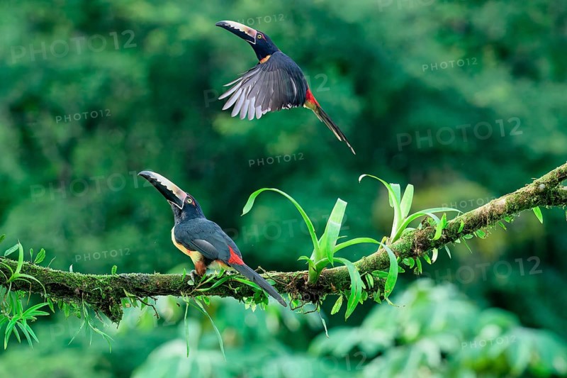 Two Collared aracaris (Pteroglossus torquatus), one in flight, Costa Rica, Central America