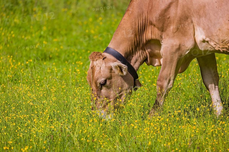 Tyrolean Brown Swiss cattle stand grazing on a green meadow. Eng Valley, Austria, Europe