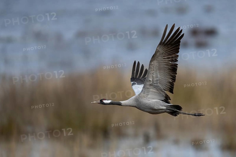 Common crane (Grus grus), Hornborga, Sweden, Europe