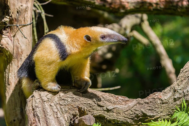 A southern tamandua (Tamandua tetradactyla), sits in a tree, watching the surrounding