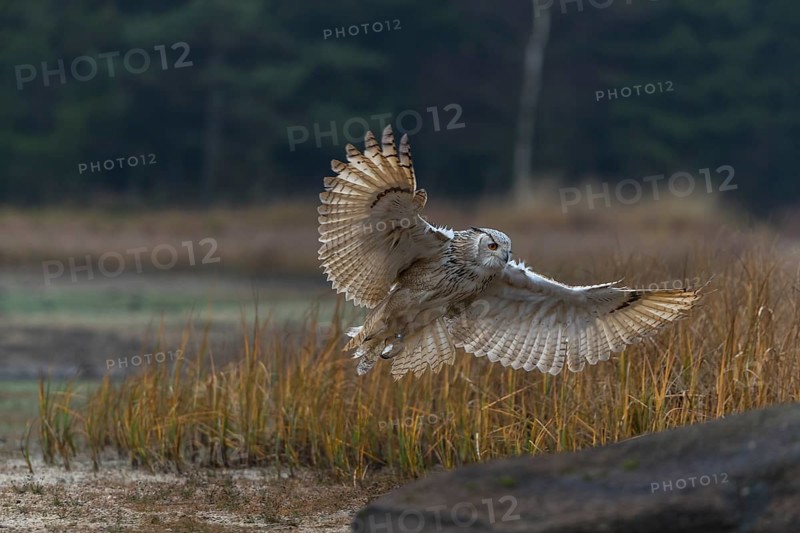 One Siberian Eagle Owl (Bubo bubo sibiricus) flying over tall reed grass lakeshore on an autumnal misty cold morning