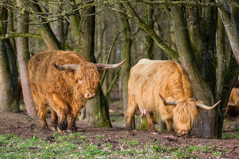 One Highland bull and a cow (Bos (primigenius) taurus) stand at a forest edge