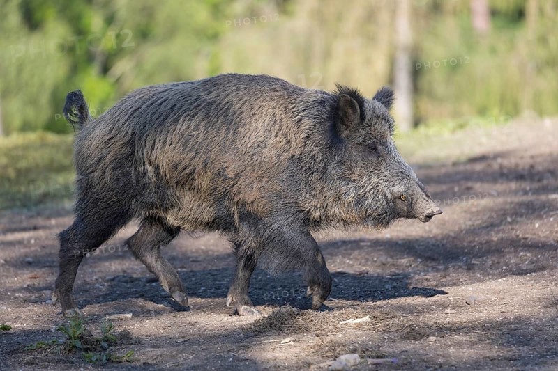One wild boar or wild pig (Sus scrofa), walking over dry soil and a green forest in the background