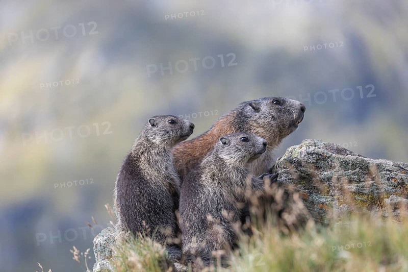 One adult Alpine Marmot, Marmota marmota, and two young marmots sitting on a rock. Mountains in the distant background. Side view. Grossglockner high alpine road, Hohe Tauern National Park