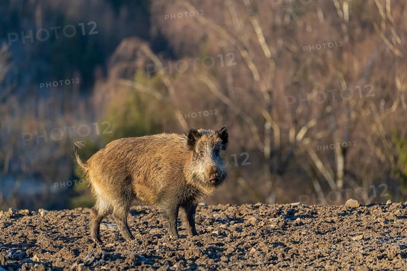 One wild boar or wild pig (Sus scrofa) standing on an opening. First sweet morning light