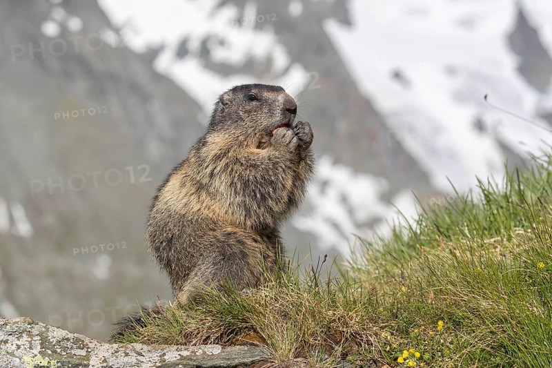 One adult Alpine Marmot, Marmota marmota, sitting on a rock, feeding on a carrot. Mountains in the distant background. Grossglockner high alpine road, Austria, Europe