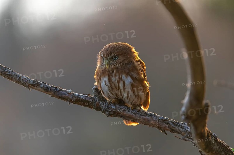 One East Brazilian pygmy owl (Glaucidium minutissimum), also known as least pygmy-owl or Sick's pygmy-owl, sitting on a small twig of a tree. Back light condition in last evening light