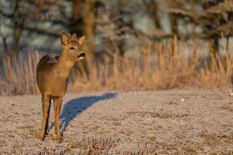 Roe deer on hoar frosted meadow at minus 15 °C at sunrise. Trees and dead stinging nettle in background
